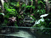 Tropical Forest Reservoir – Self-Sustaining Ecosystem Kit