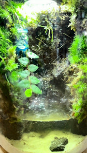 Nano Desktop Waterfall - Miniature Zen Garden Ecosystem&nbsp;🌿💧