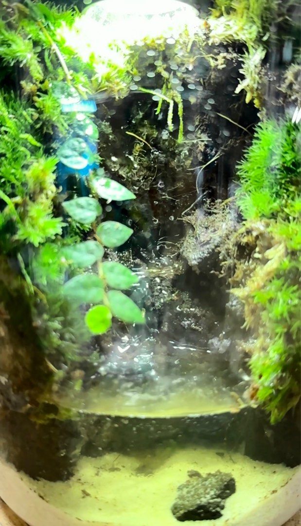 Nano Desktop Waterfall - Miniature Zen Garden Ecosystem&nbsp;🌿💧
